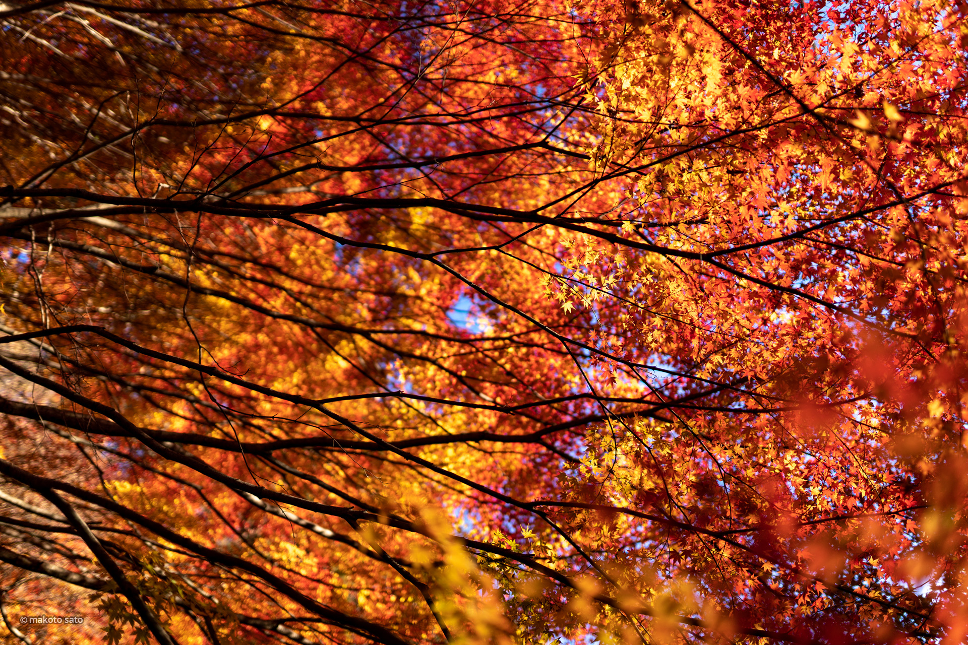 Autumn View - 野底山森林公園（長野県飯田市）2021.11.14