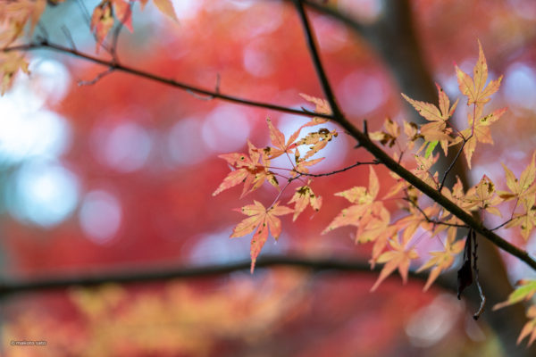 Autumn View - 野底山森林公園（長野県飯田市）2021.11.14